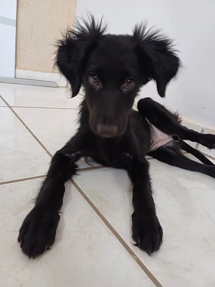 Cachorro ra a SRD-ViraLata idade 2 a 6 meses nome Pretinha