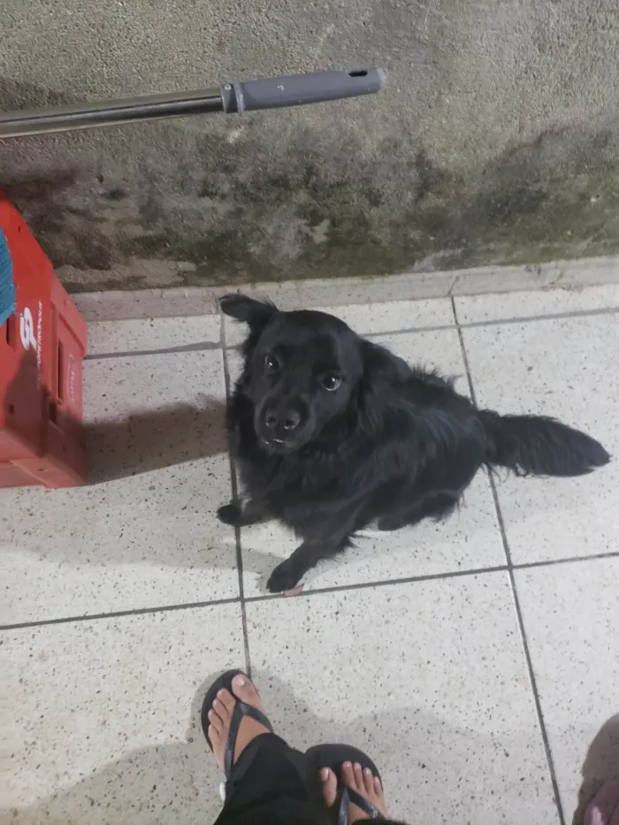 Cachorro ra a SRD-ViraLata idade 1 ano nome Nao sei o nome, estava sem coleira quando apareceu