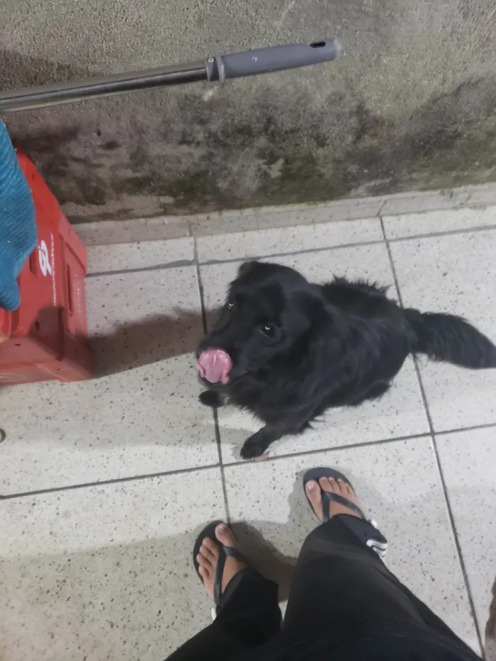 Cachorro ra a SRD-ViraLata idade 1 ano nome Nao sei o nome, estava sem coleira quando apareceu