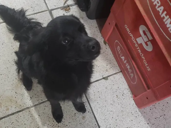 Cachorro ra a SRD-ViraLata idade 1 ano nome Nao sei o nome, estava sem coleira quando apareceu