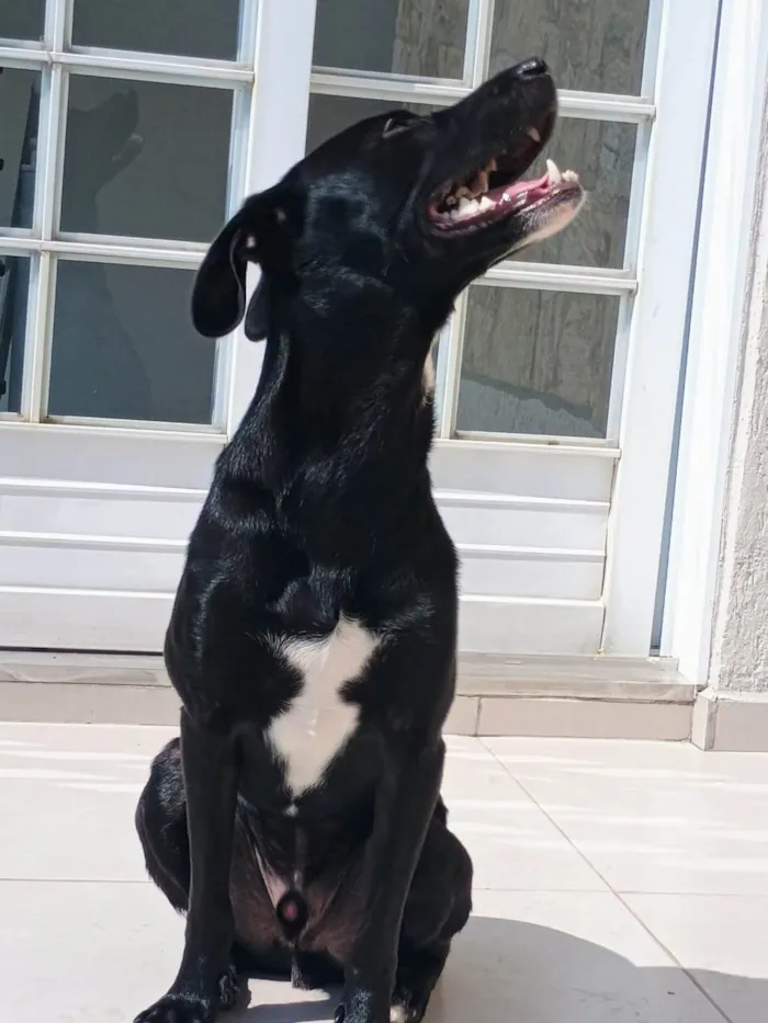 Cachorro ra a SRD-ViraLata idade 1 ano nome Otto