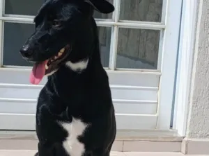 Cachorro raça SRD-ViraLata idade 1 ano nome Otto