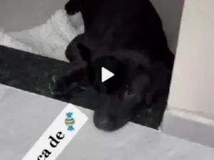 Cachorro raça Labrador idade 3 anos nome Marley 