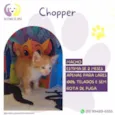 Chopper