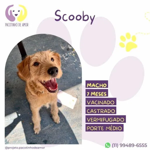 Cachorro ra a SRD-ViraLata idade 1 ano nome Scooby