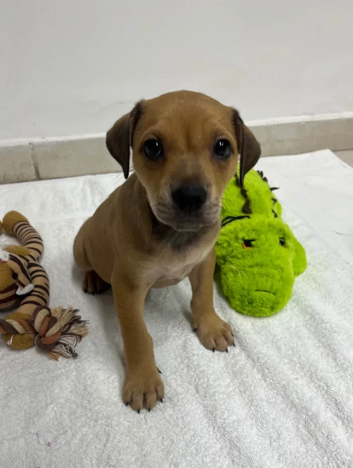 Cachorro ra a SRD-ViraLata idade Abaixo de 2 meses nome Zion