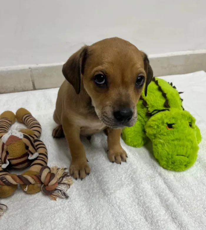 Cachorro ra a SRD-ViraLata idade Abaixo de 2 meses nome Zion