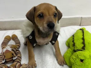 Cachorro raça SRD-ViraLata idade Abaixo de 2 meses nome Zion