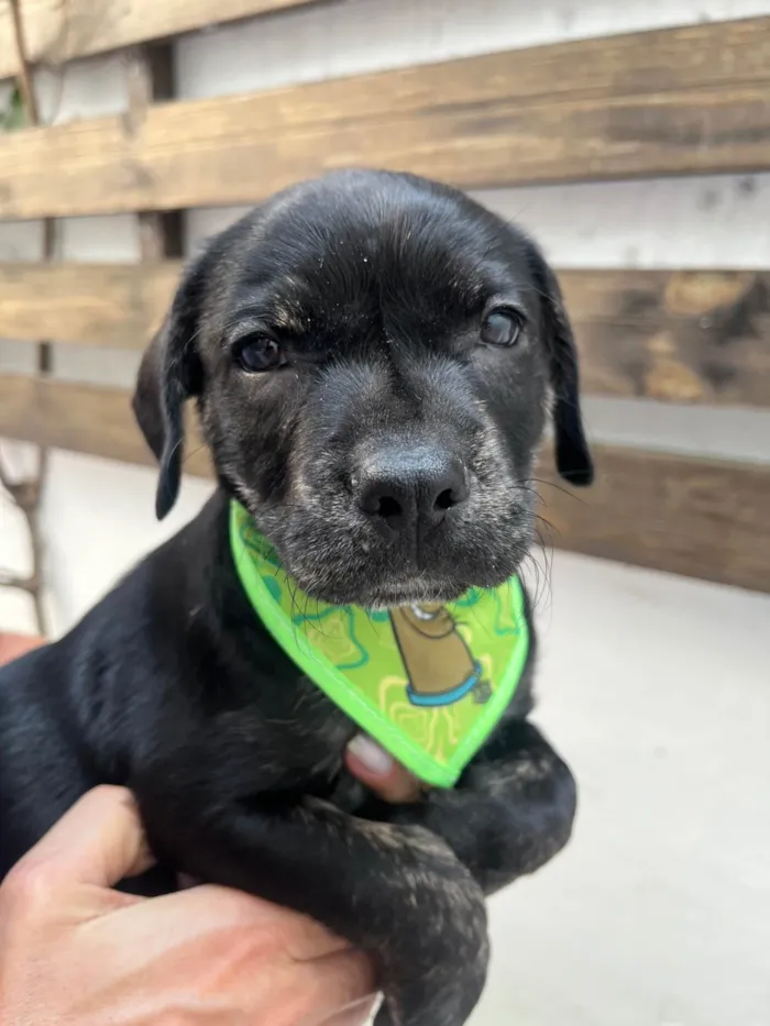 Cachorro ra a SRD-ViraLata idade Abaixo de 2 meses nome Zenon