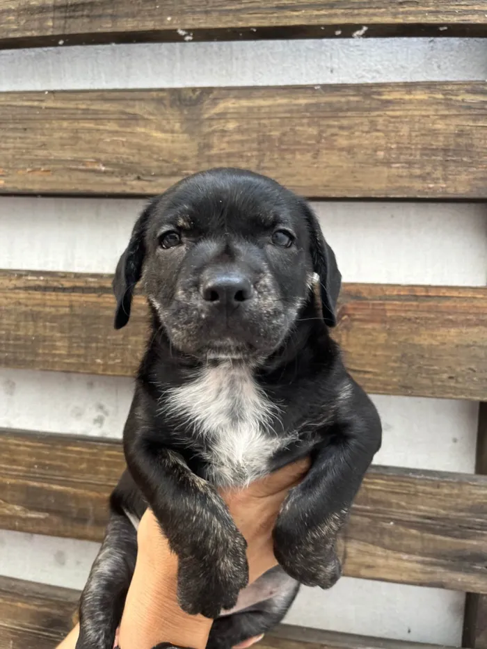 Cachorro ra a SRD-ViraLata idade Abaixo de 2 meses nome Zenon