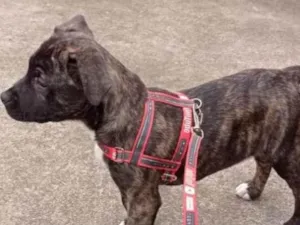 Cachorro raça Boxer idade 7 a 11 meses nome Atena 