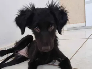 Cachorro raça SRD-ViraLata idade 2 a 6 meses nome Pretinha