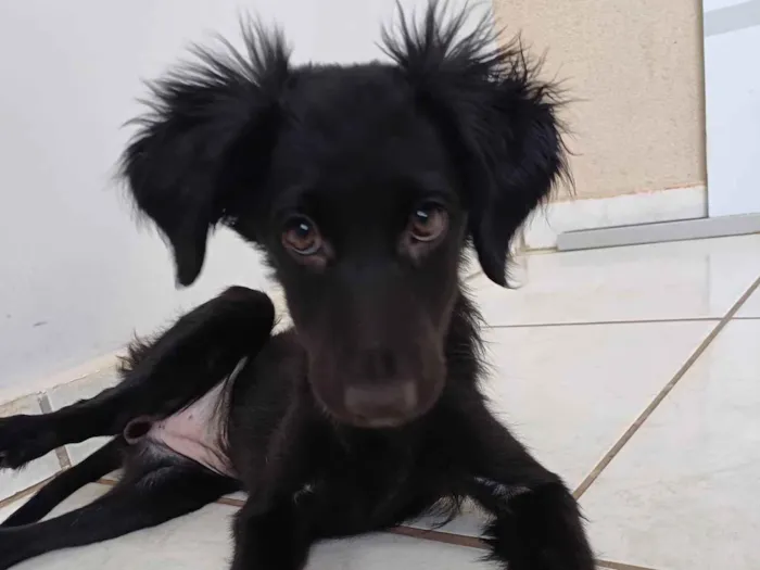 Cachorro ra a SRD-ViraLata idade 2 a 6 meses nome Pretinha