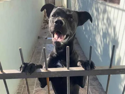 Cachorro raça SRD-ViraLata idade 1 ano nome Lupi