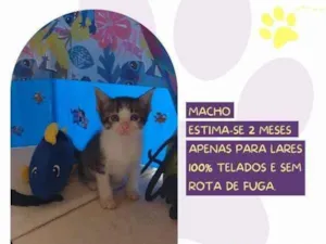 Gato raça SRD-ViraLata idade 2 a 6 meses nome Zoro