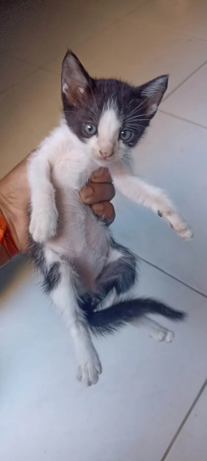 Gato ra a Siamês idade 2 a 6 meses nome Sem nome 