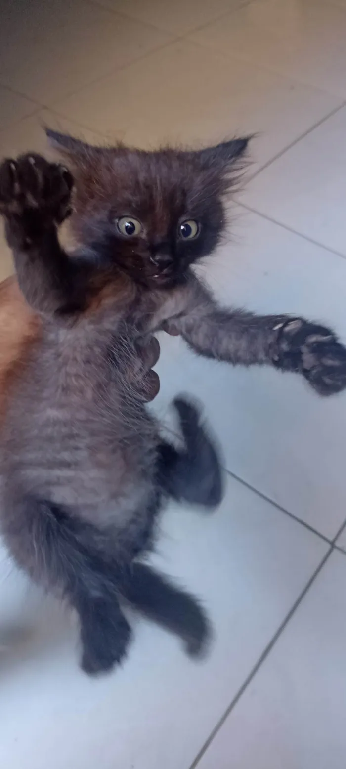 Gato ra a Siamês idade 2 a 6 meses nome Sem nome 