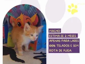 Gato raça SRD-ViraLata idade 2 a 6 meses nome Chopper