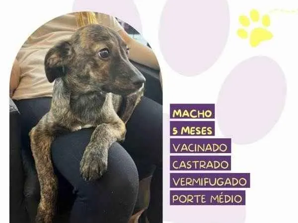 Cachorro ra a SRD-ViraLata idade 1 ano nome Faisca