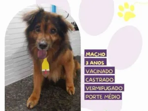 Cachorro raça SRD-ViraLata idade 1 ano nome Jeremias