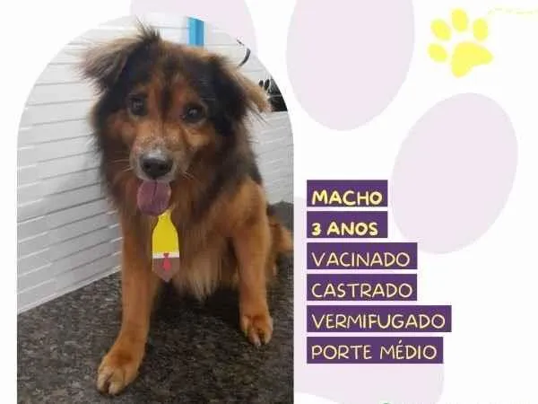 Cachorro ra a SRD-ViraLata idade 1 ano nome Jeremias