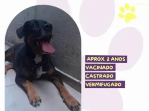 Cachorro raça SRD-ViraLata idade 1 ano nome Gigante Emilio