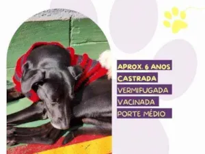 Cachorro raça SRD-ViraLata idade 1 ano nome Tatiane