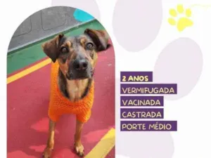 Cachorro raça SRD-ViraLata idade 1 ano nome Maraisa