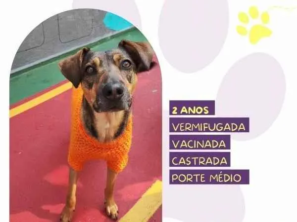 Cachorro ra a SRD-ViraLata idade 1 ano nome Maraisa