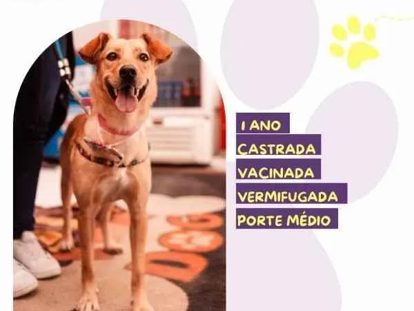 Cachorro ra a SRD-ViraLata idade 1 ano nome Pandora