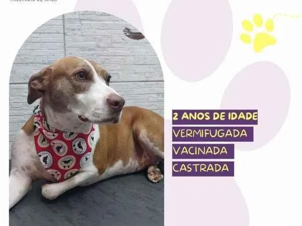 Cachorro ra a SRD-ViraLata idade 1 ano nome Zara