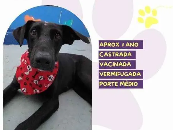 Cachorro ra a SRD-ViraLata idade 1 ano nome Kika