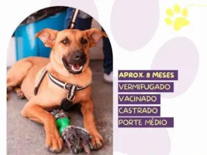 Cachorro raça SRD-ViraLata idade 1 ano nome Marlin