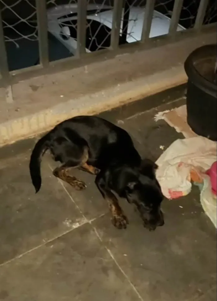 Cachorro ra a SRD-ViraLata idade 2 a 6 meses nome Liz