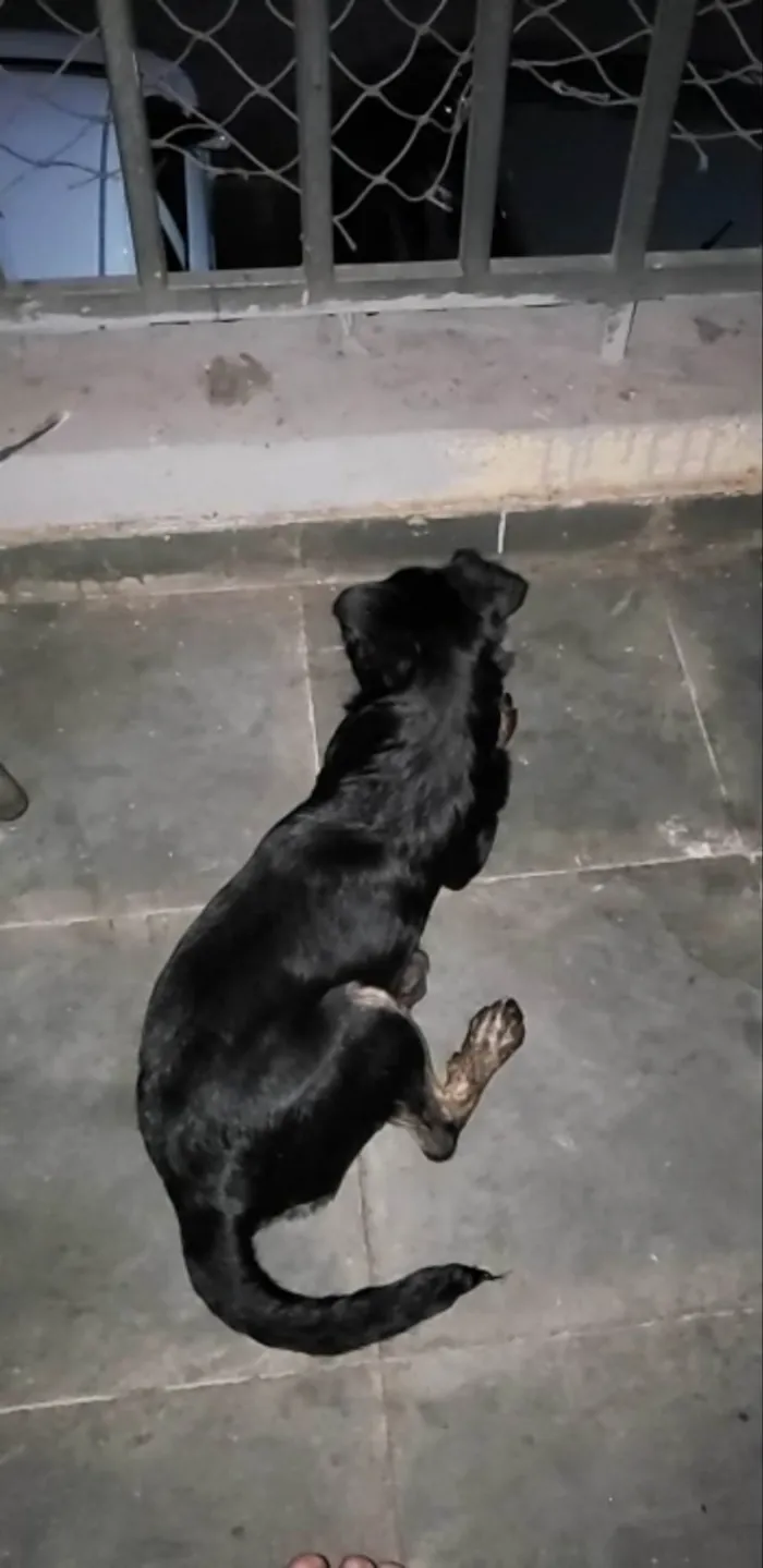 Cachorro ra a SRD-ViraLata idade 2 a 6 meses nome Liz