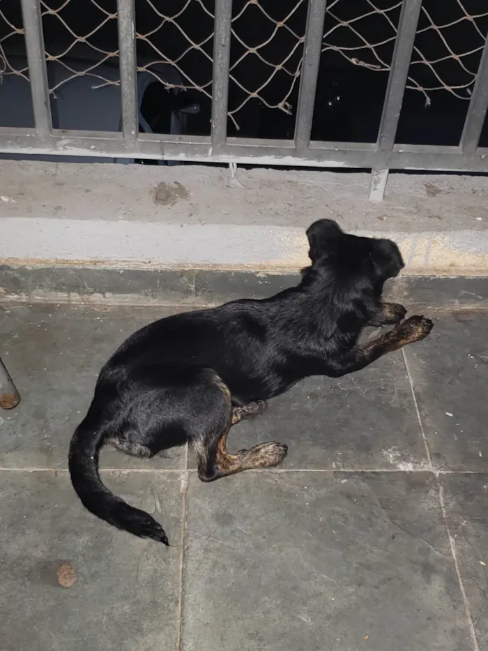 Cachorro ra a SRD-ViraLata idade 2 a 6 meses nome Liz