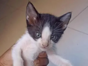 Gato raça Siamês idade 2 a 6 meses nome Sem nome 