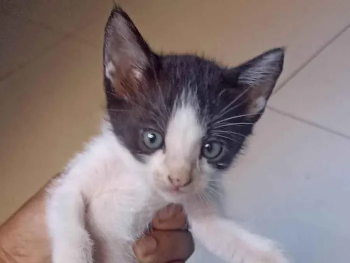 Gato ra a Siamês idade 2 a 6 meses nome Sem nome 