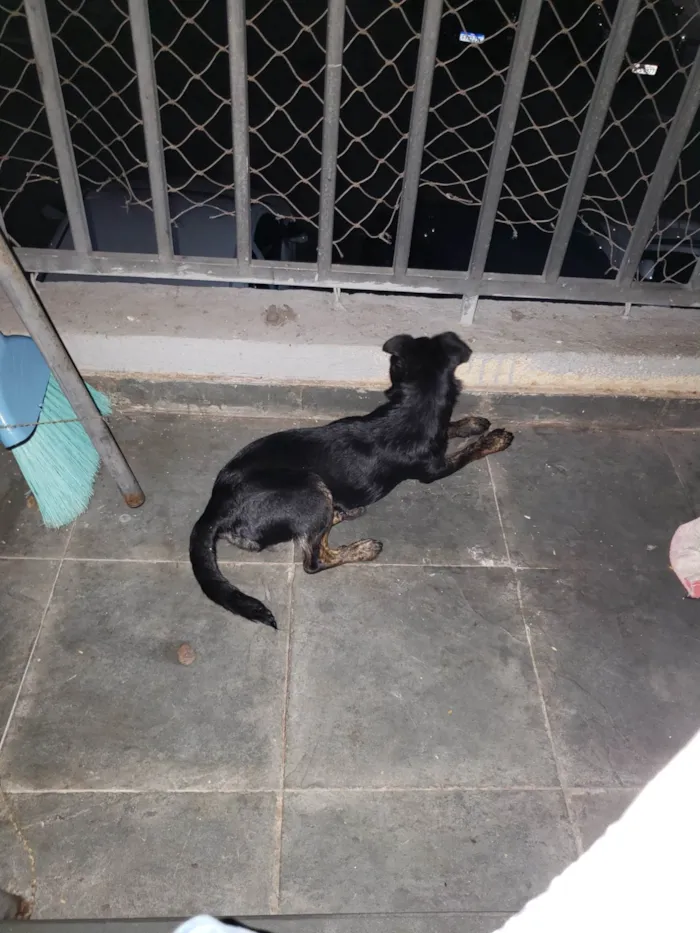 Cachorro ra a SRD-ViraLata idade 2 a 6 meses nome Liz