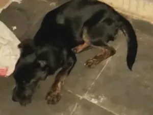 Cachorro raça SRD-ViraLata idade 2 a 6 meses nome Liz