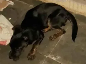 Cachorro raça SRD-ViraLata idade 2 a 6 meses nome Liz