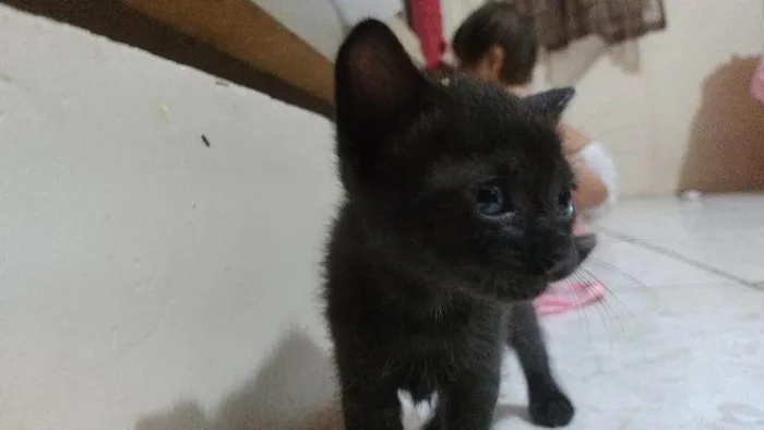 Gato ra a Siamês idade 2 a 6 meses nome Oncinha , Bolinha e Pantera e Simba