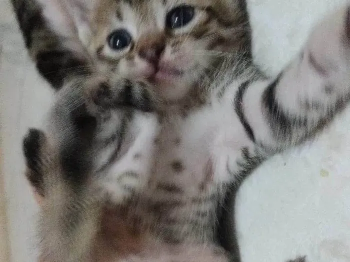 Gato ra a Siamês idade 2 a 6 meses nome Oncinha , Bolinha e Pantera e Simba