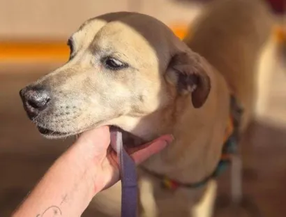 Cachorro raça SRD-ViraLata idade 6 ou mais anos nome APOLO 