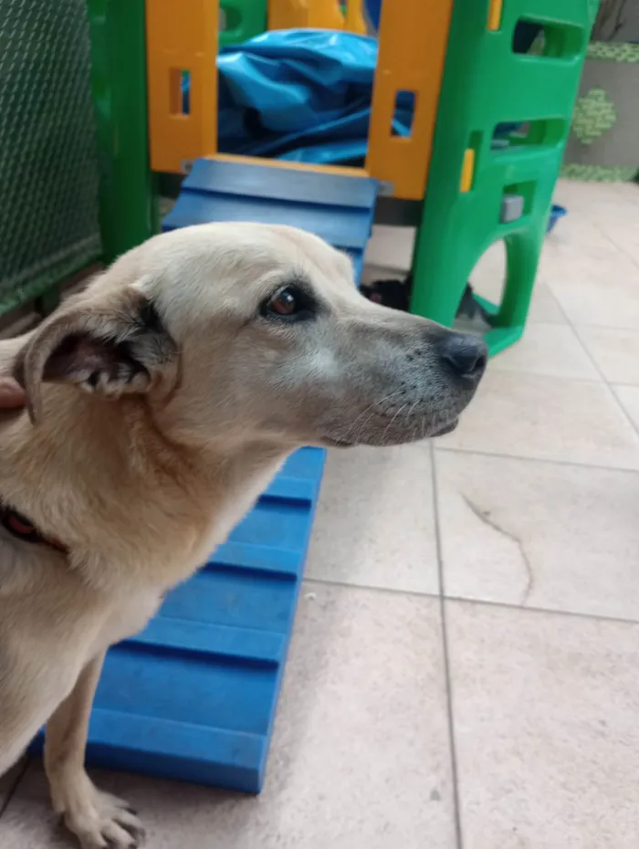 Cachorro ra a SRD-ViraLata idade 6 ou mais anos nome APOLO 