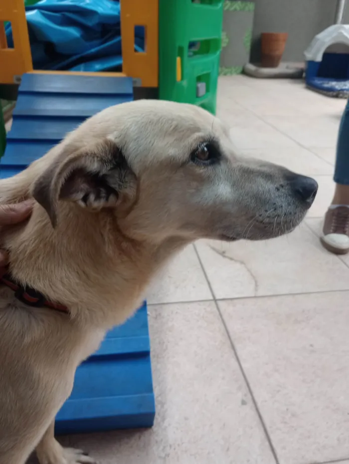 Cachorro ra a SRD-ViraLata idade 6 ou mais anos nome APOLO 