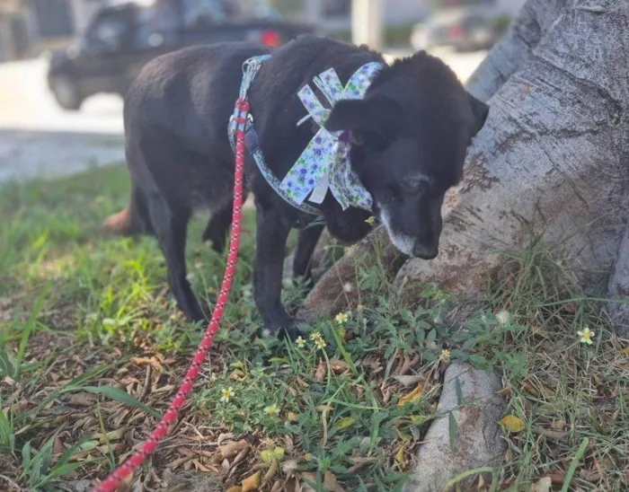 Cachorro ra a SRD-ViraLata idade 6 ou mais anos nome Amora 