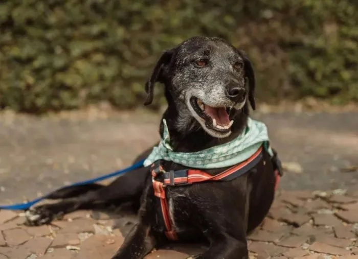 Cachorro ra a SRD-ViraLata idade 6 ou mais anos nome JORGINHO 