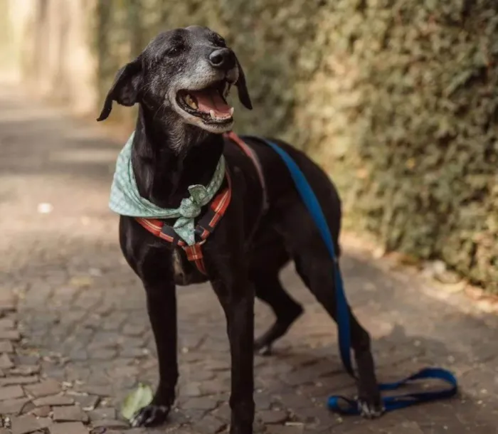 Cachorro ra a SRD-ViraLata idade 6 ou mais anos nome JORGINHO 