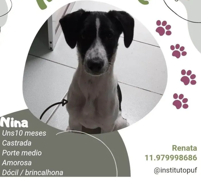 Cachorro ra a SRD-ViraLata idade 7 a 11 meses nome Nina 